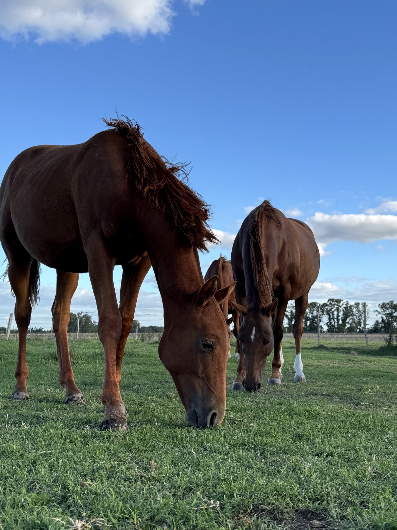Caballos de Gin pastando al atardecer
